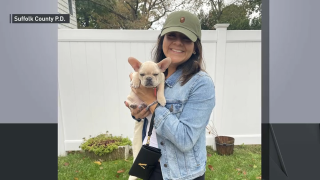 Zushi, a 3-month-old French Bulldog, held by her owner.