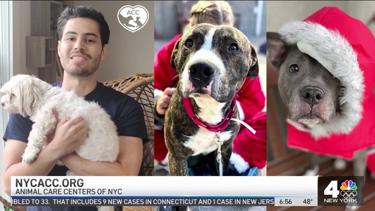 Clear the Shelters Holiday Safety Tips NBC New York