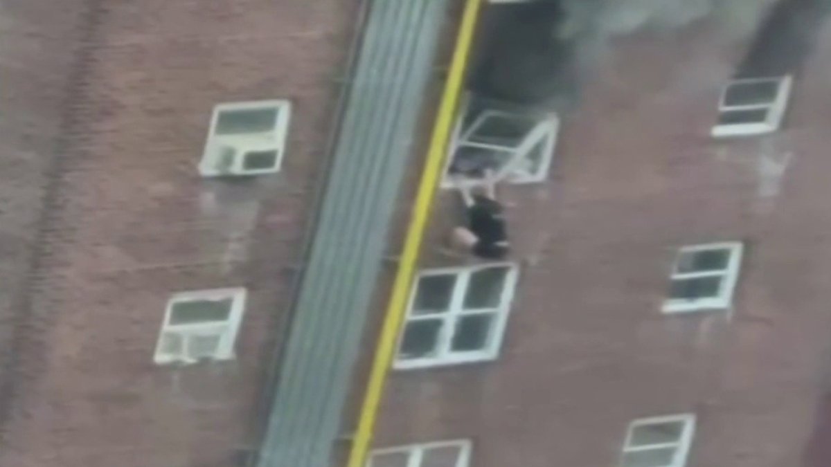 New Yorkers Climb Fire Escape to Rescue Baby Blue Jay