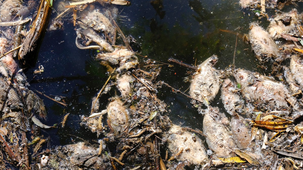 Waste From Tequila Distilleries Pollutes Mexican Reservoir, Kills Fish - Vimarsana News