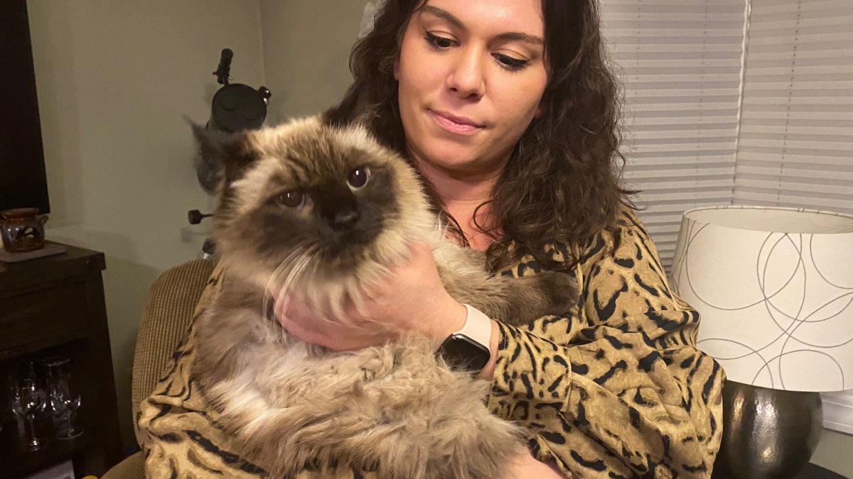 'Christmas Miracle': Missing Cat in Connecticut Found After Three Years – NBC New York - Vimarsana News