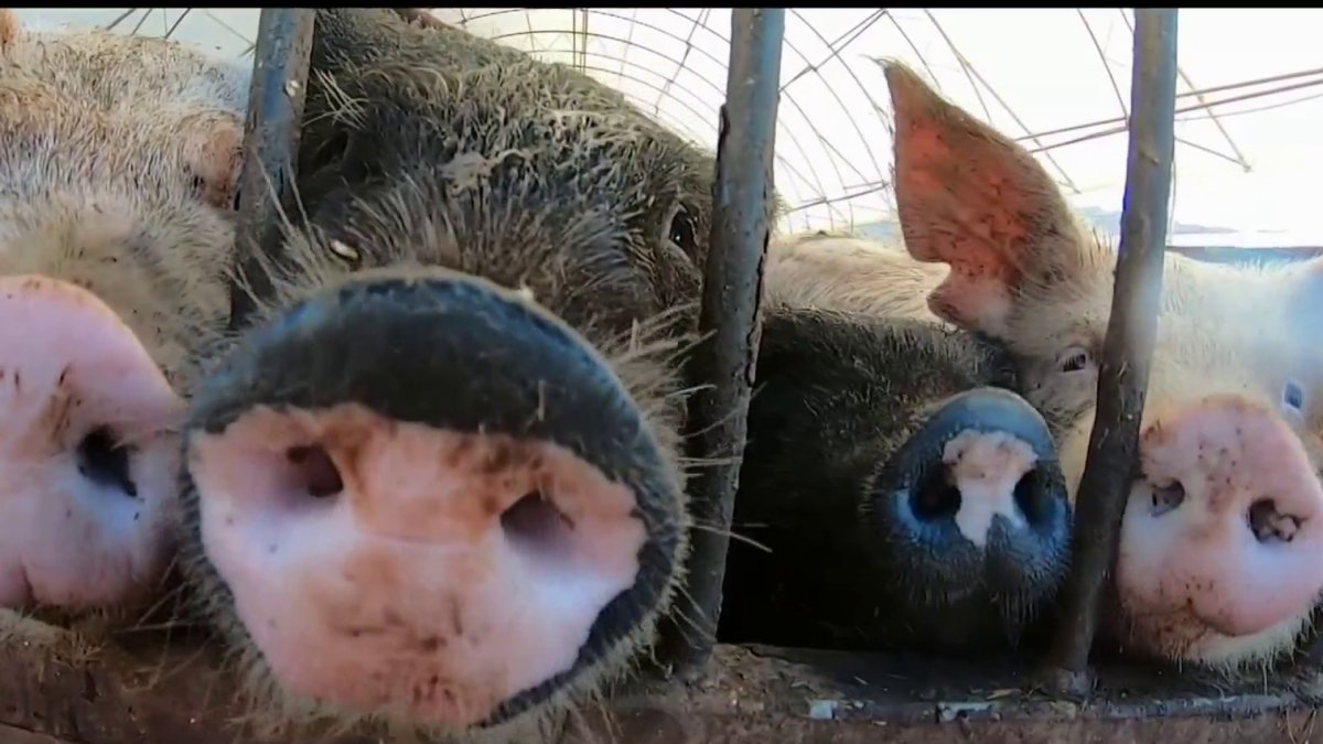 Porcinity Rising 2022 Law Likely to Boost Pork Prices in California – NBC New York