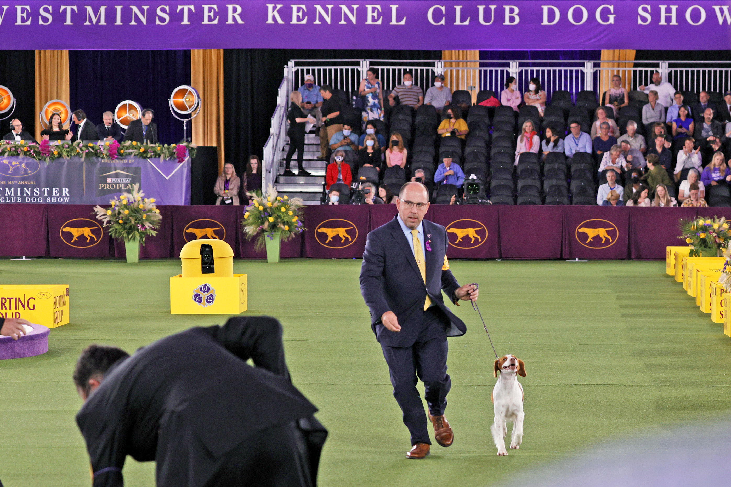 Westminster Dog Show 2023 Schedule, Best In Show, TV, Streaming