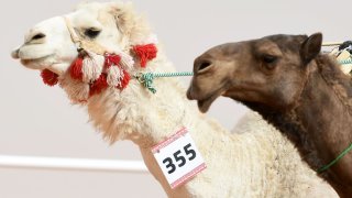 Camels are paraded during a beauty contest