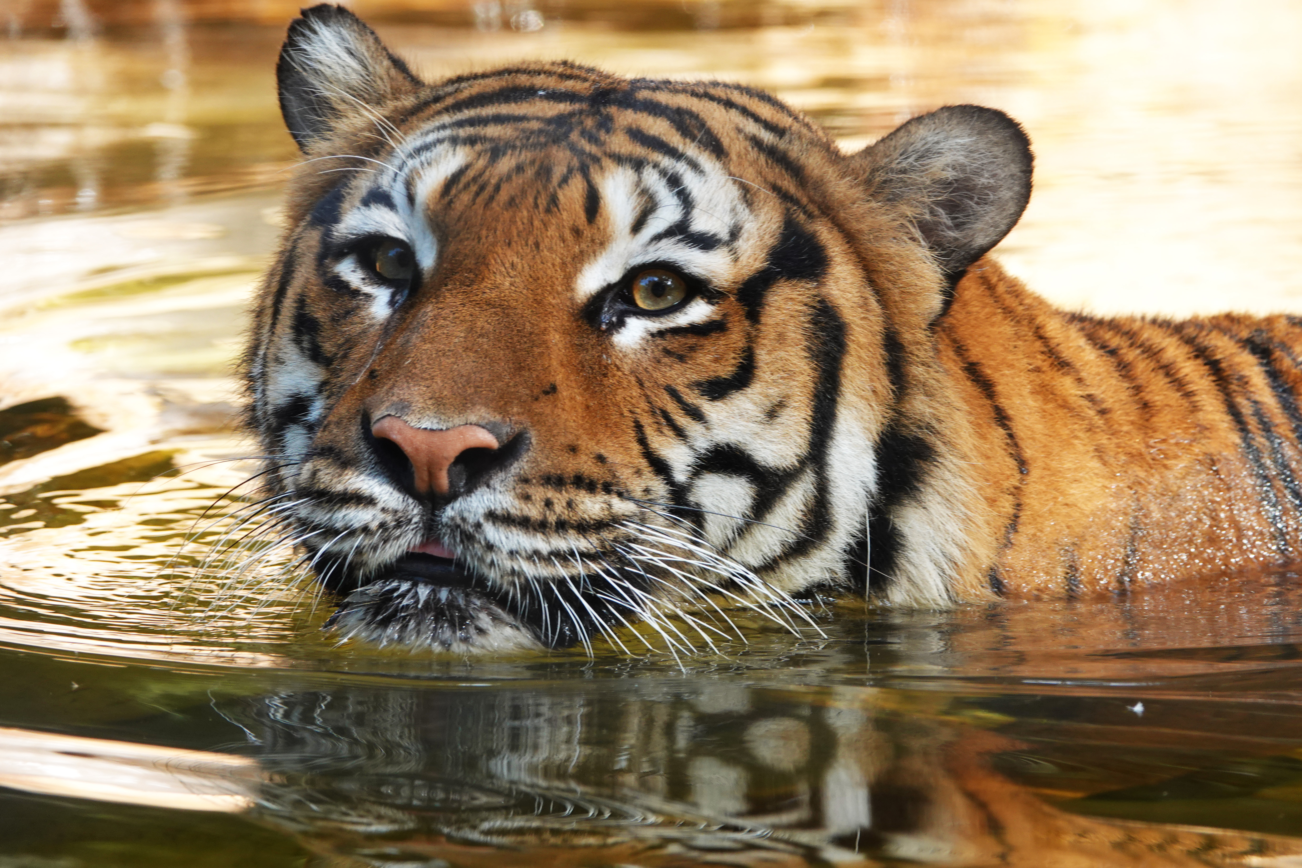 Tiger Shot After Attacking Person at Naples Zoo: Police – NBC New York - Vimarsana News