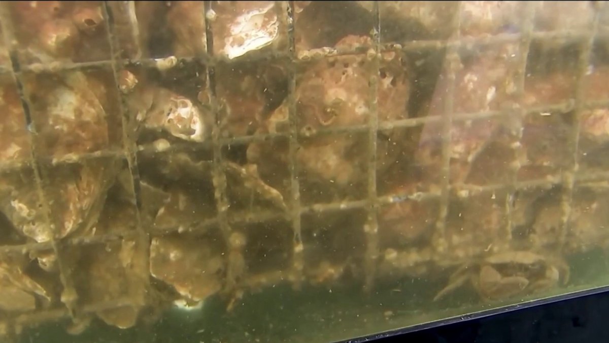 Millions of Oysters Added to New York Harbor In Effort to Clean Up Hudson River NBC New York