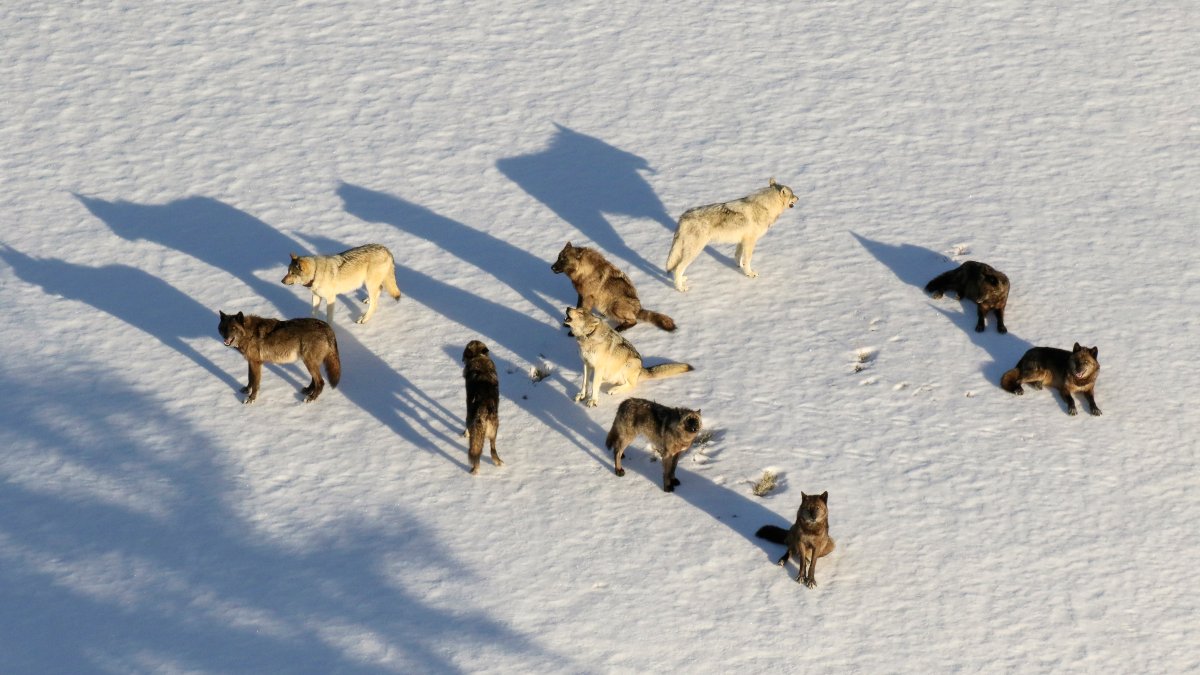 Montana Curbs Wolf Hunt After 23 From Yellowstone Killed – NBC New York - Vimarsana News