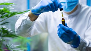 Oregon State research shows hemp compounds have the ability to prevent the virus that causes COVID-19 from entering human cells