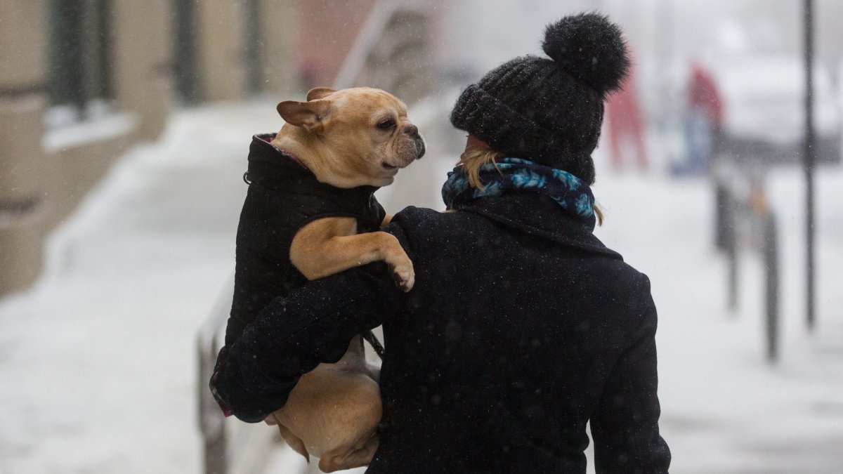 NYC Park Dog Deaths May be Linked to Rats – NBC New York NYC Park Dog Deaths May be Linked to Rats – NBC New York