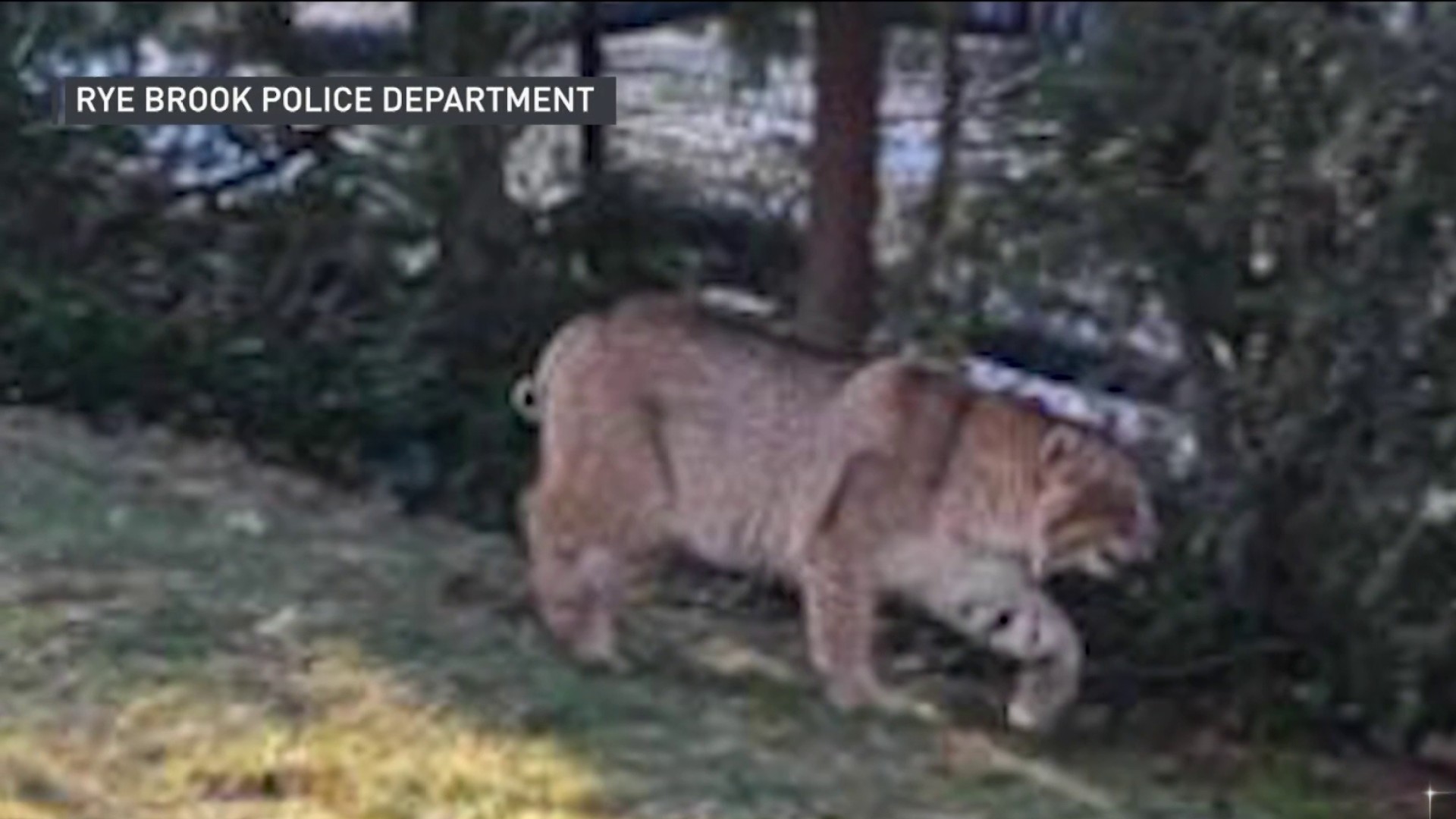 Bobcat Reportedly Spotted Near Hudson Valley Home in New York