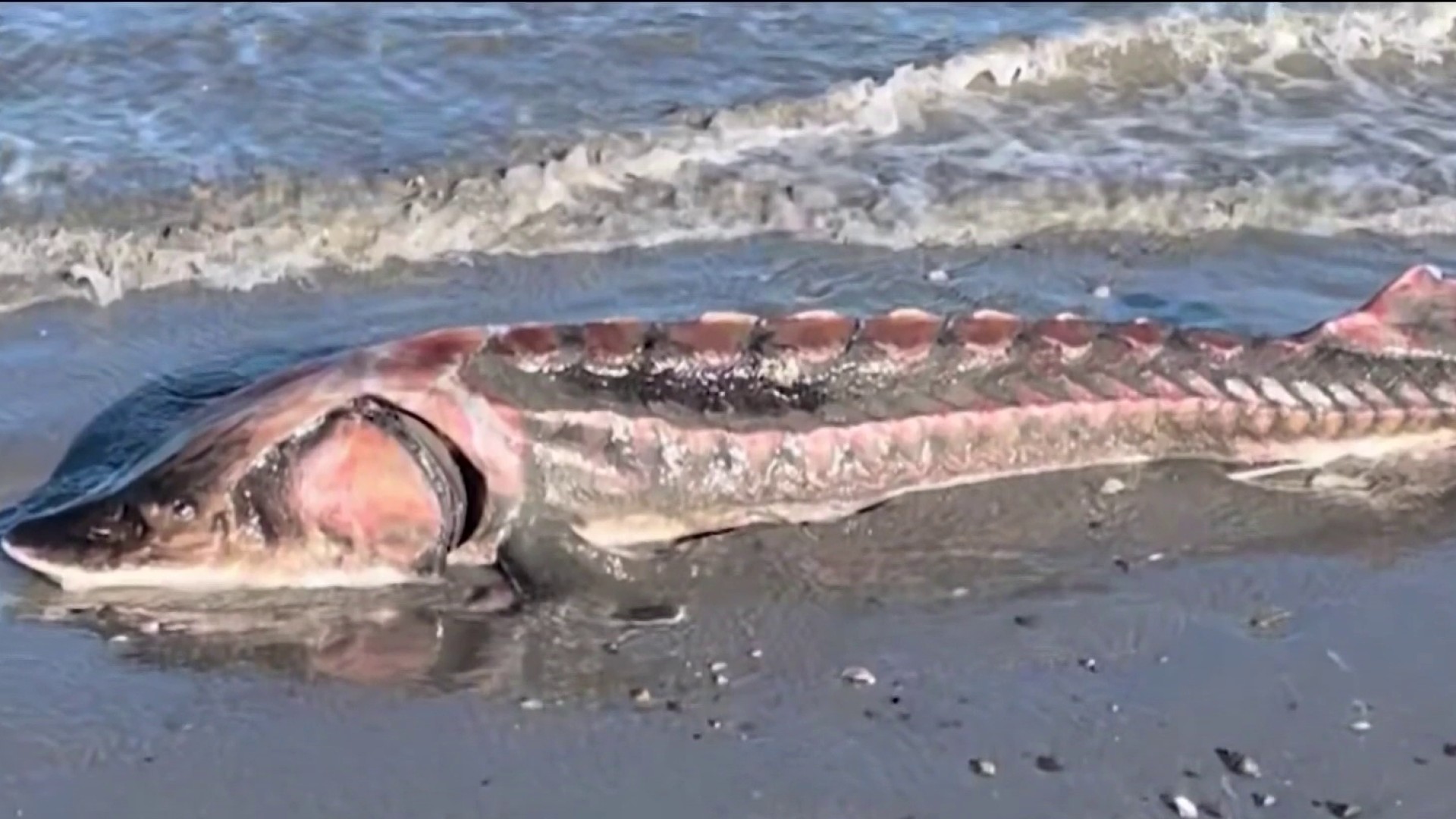 Massive Rare Fish Washes Ashore On Revere Beach In Massachusetts – NBC ...