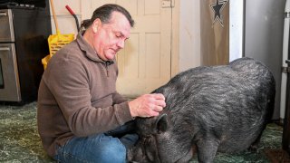 Wyverne Flatt who is fighting to keep his pot-bellied pig Ellie as an emotional support animal poses for a photograph at his home Wednesday, Feb. 2, 2022, in Canajoharie, N.Y. Village officials consider Ellie a farm animal, and not allowed in the village.