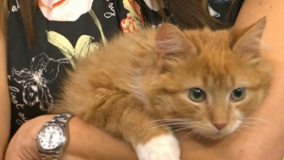 Clear the Shelters With Best Friends Animal Society – NBC New York