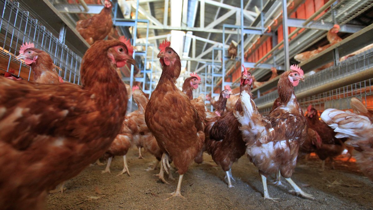 Cage-Free Chicken Efforts Score Surprising Success in Egg Industry – NBC New York - Vimarsana News