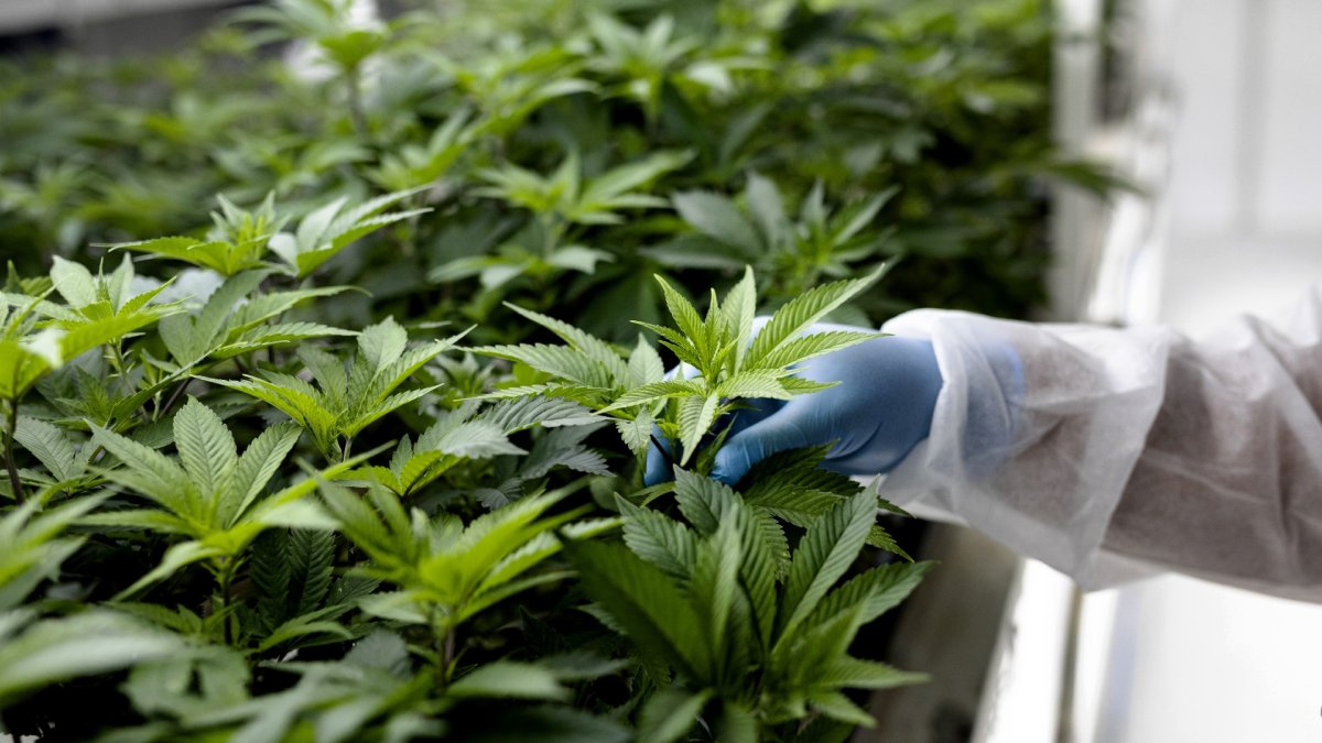 Marijuana in NJ: When Will Legal Weed Become Available to Everyone? - Vimarsana News