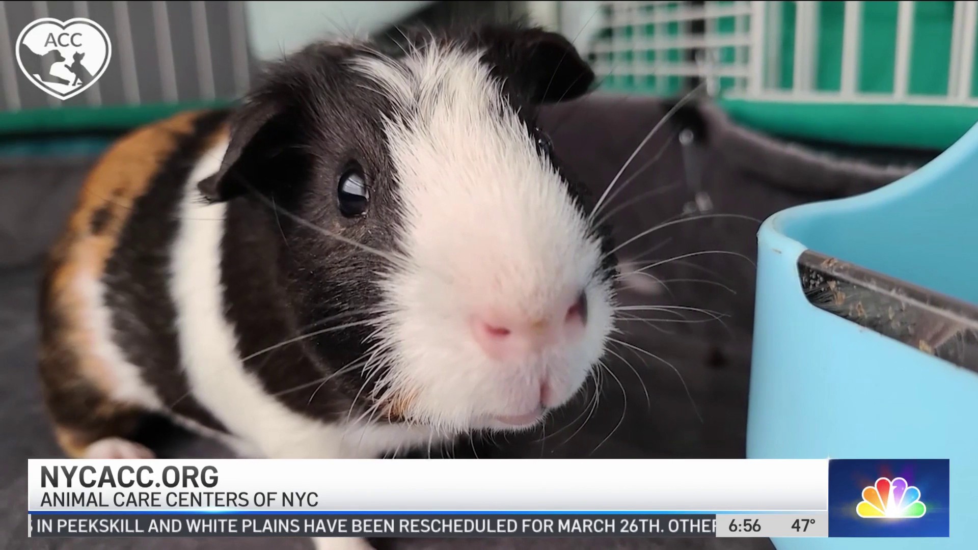 Readers sound off on guinea pigs, NYC's energy transition and a