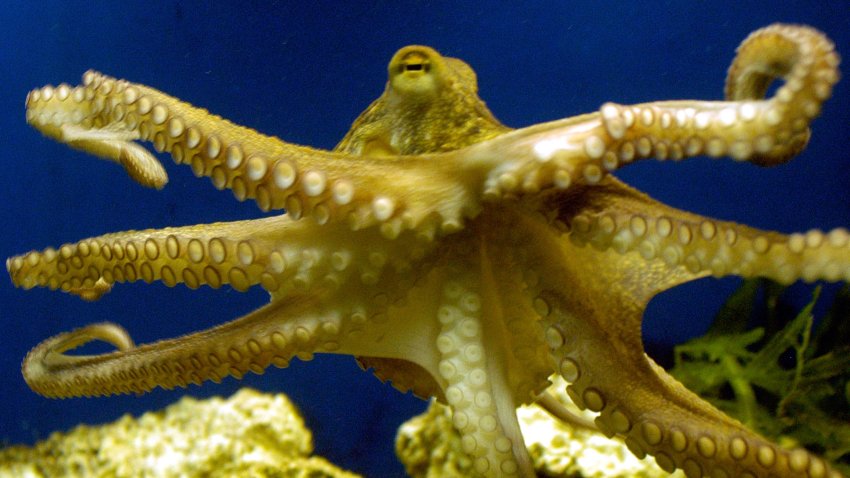 FILE – An octopus swims at the zoo in Frankfurt, Germany on Friday, Nov. 25, 2005. In research published Tuesday, March 8, 2022, in the journal Nature Communications, scientists have described the oldest known fossil ancestor of octopuses – an approximately 330 million-year-old specimen found in Montana. (AP Photo/Bernd Kammerer, File)