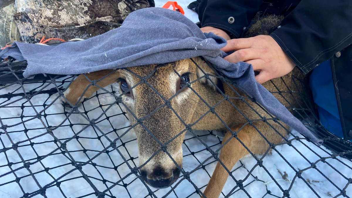 Scientists Test Bears, Deer for COVID, Watch for Possible Mutants – NBC New York - Vimarsana News