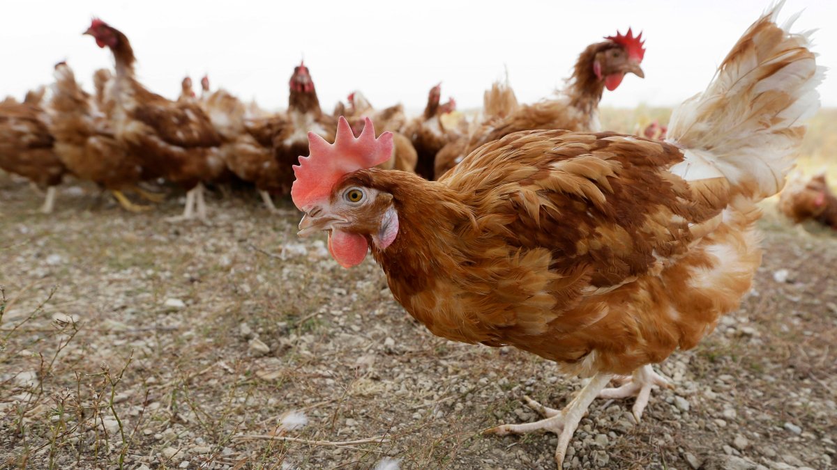 Bird Flu Case Forces Killing of 5.3 Million Chickens in Iowa NBC New York