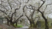 cherry blossoms cemetery