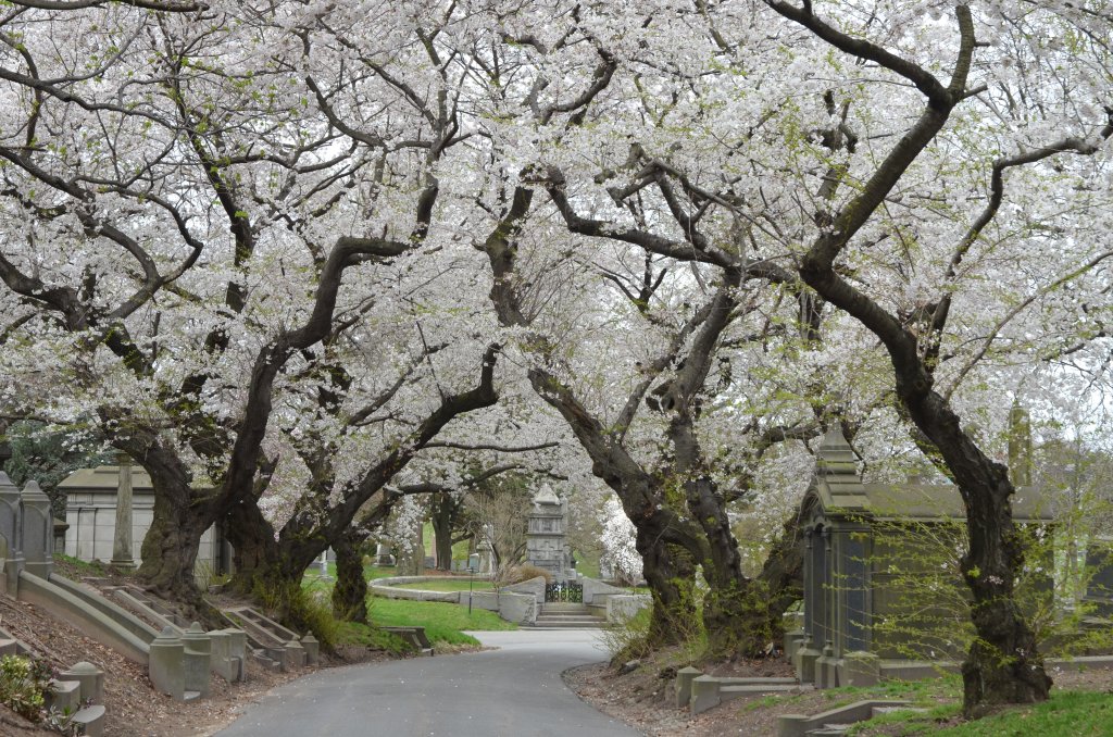 cherry blossoms cemetery