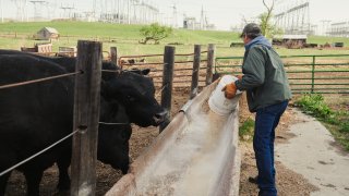 A Black Angus Cattle Ranch Amid Meat Shortages