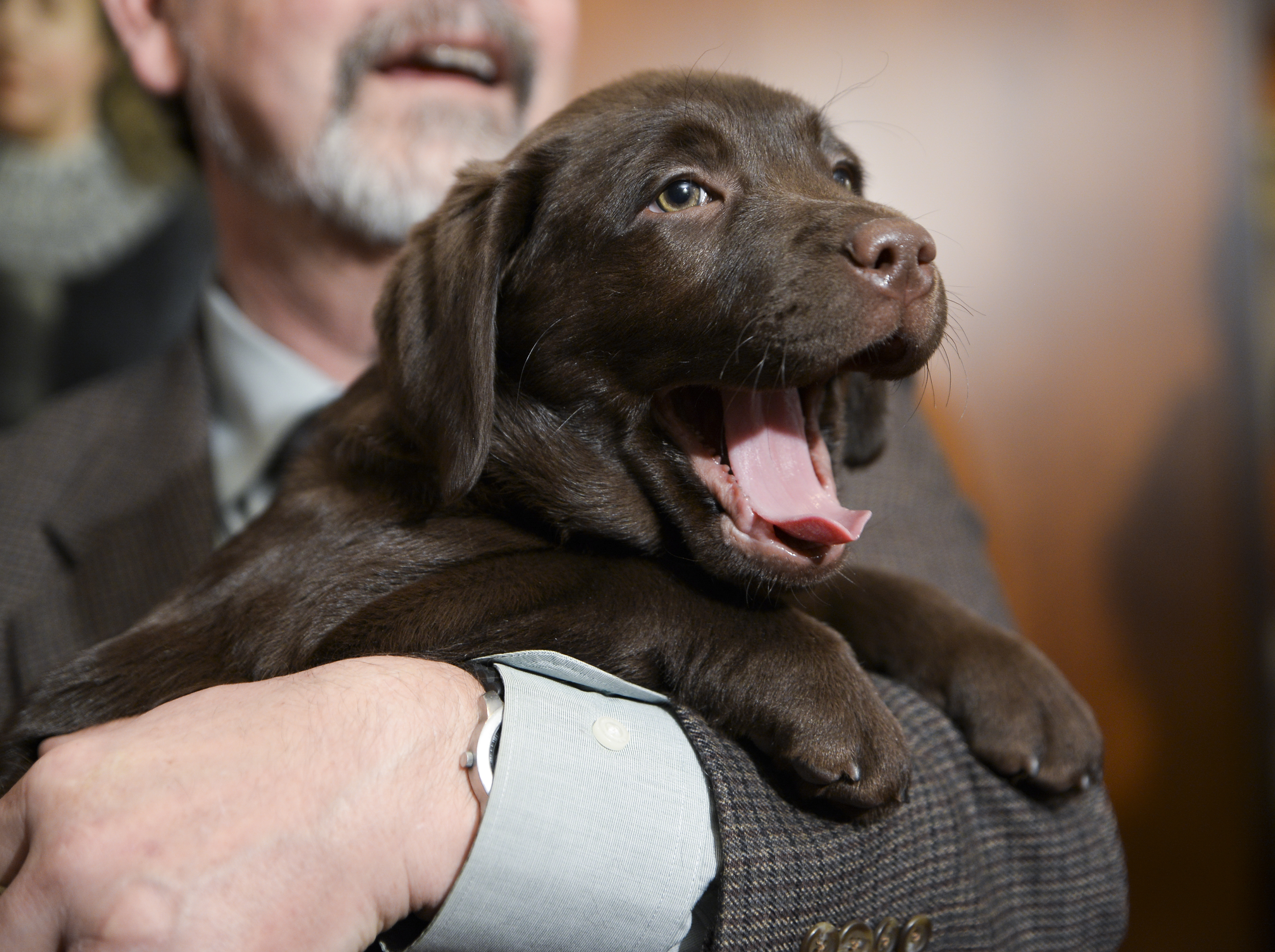 Chargers' Morgan Fox a proud owner of No. 2 dog at Westminster Kennel Club  show - NBC Sports