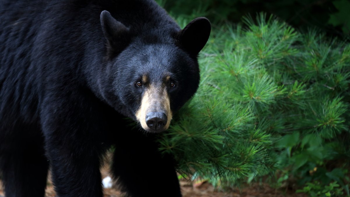 New Jersey Woman Mauled by Bear While Checking Her Mail