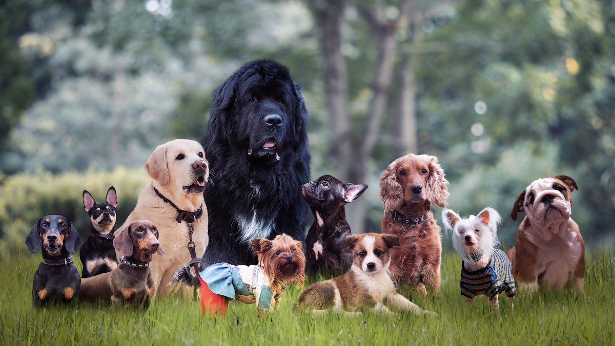The Most Popular Dog Breeds In New Jersey - 2021