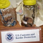 Leeches in jars
