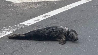 Baby Seal Rescued From Long Island Streets