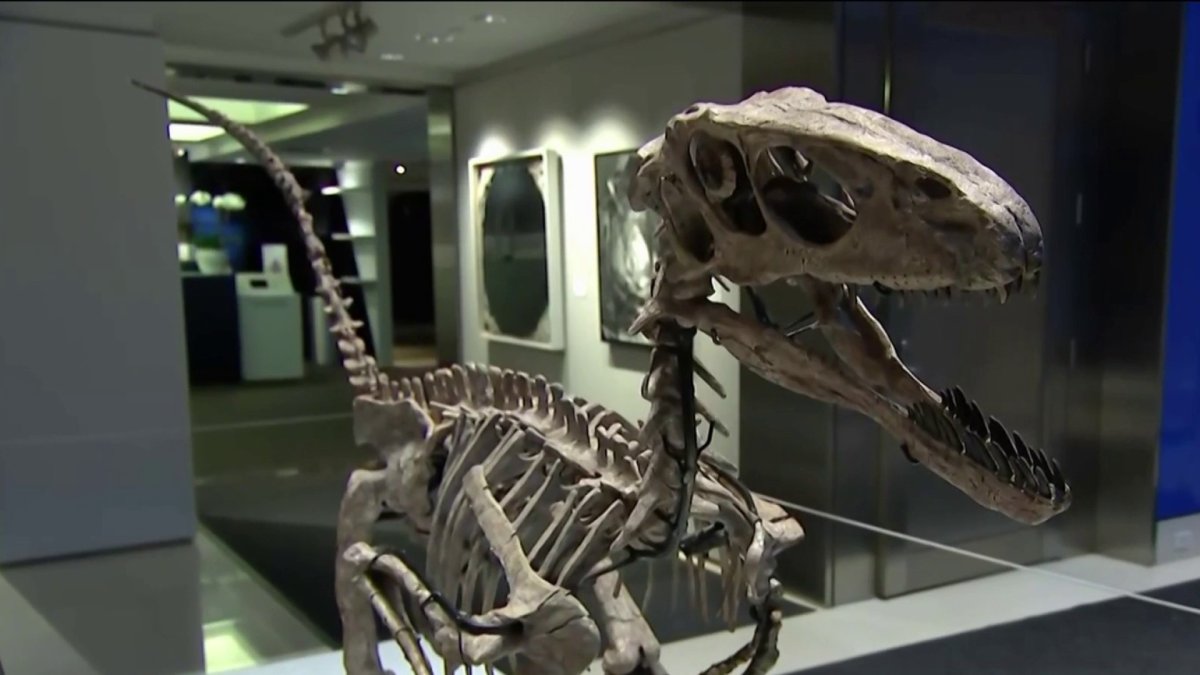 velociraptor skeleton