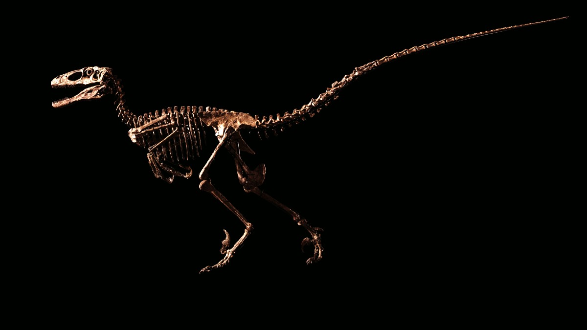 velociraptor bones in ground