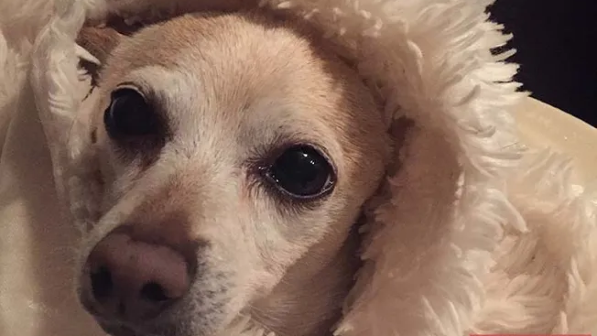 Florida Chihuahua Named World’s Oldest Living Dog by Guinness World