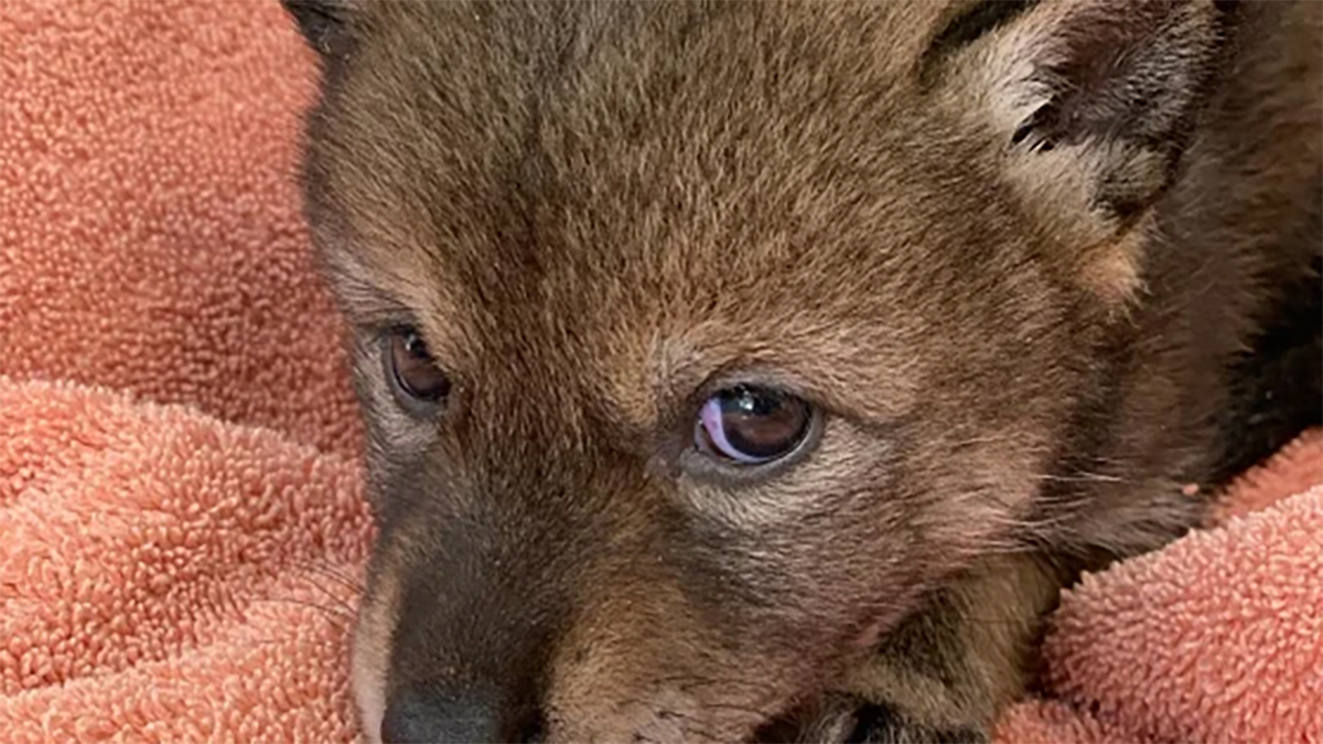 Family Brings Home Coyote They Mistook for a Lost Dog NBC New York