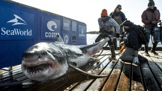 OCEARCH IronBound Shark in NovaScotia