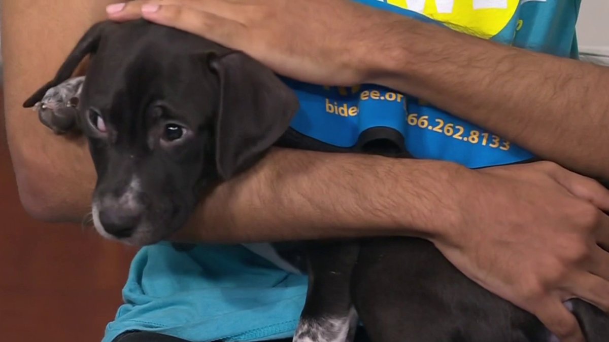 Adopt From Bideawee Animal Shelter NBC New York
