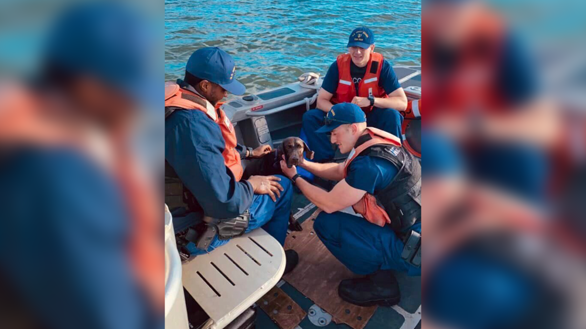 Pup Overboard! Coast Guard Rescues Dog Off North Carolina Coast – NBC New York