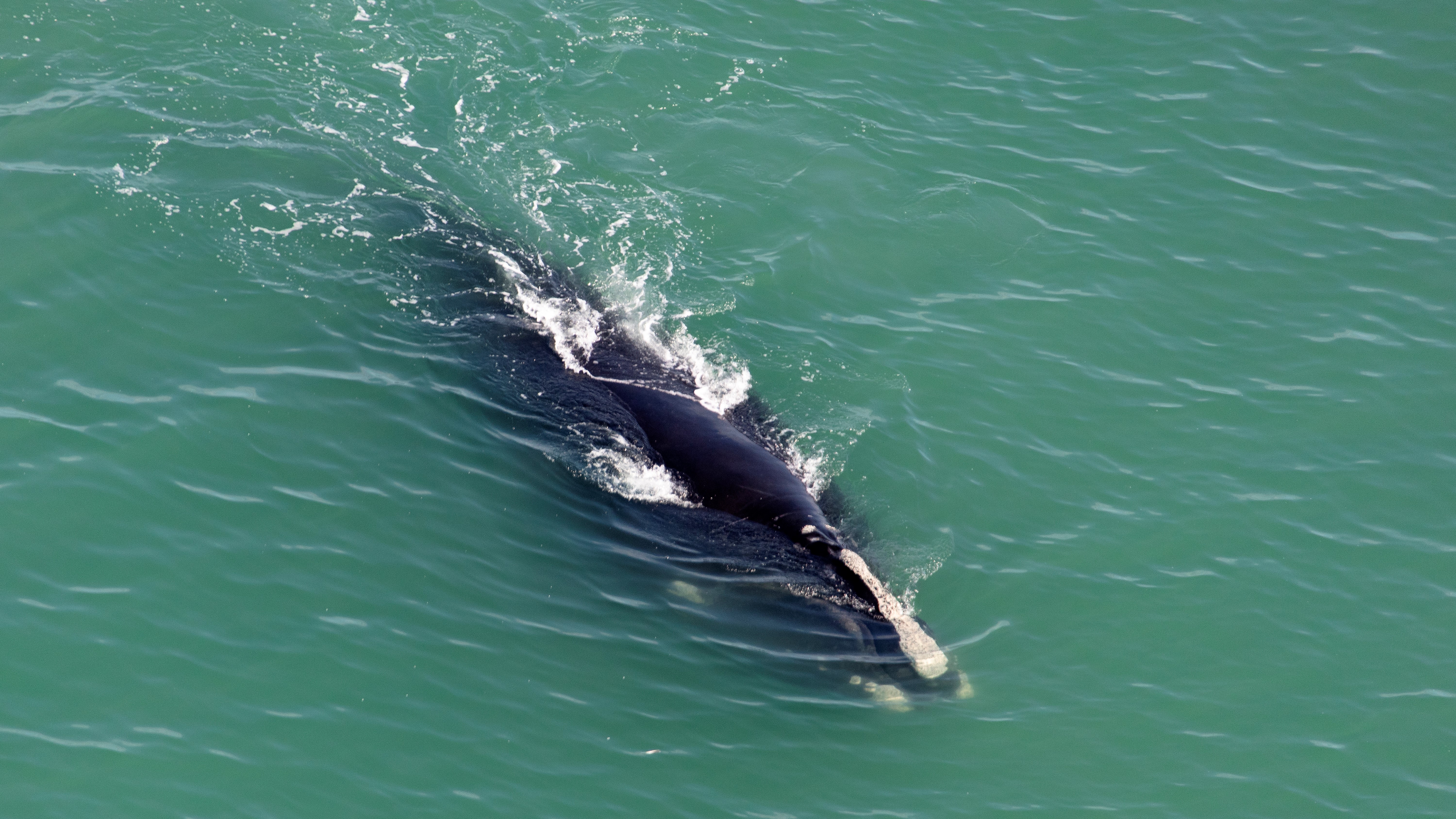 PTZtv on X: Pod of whales spotted few miles west of CocoCay in