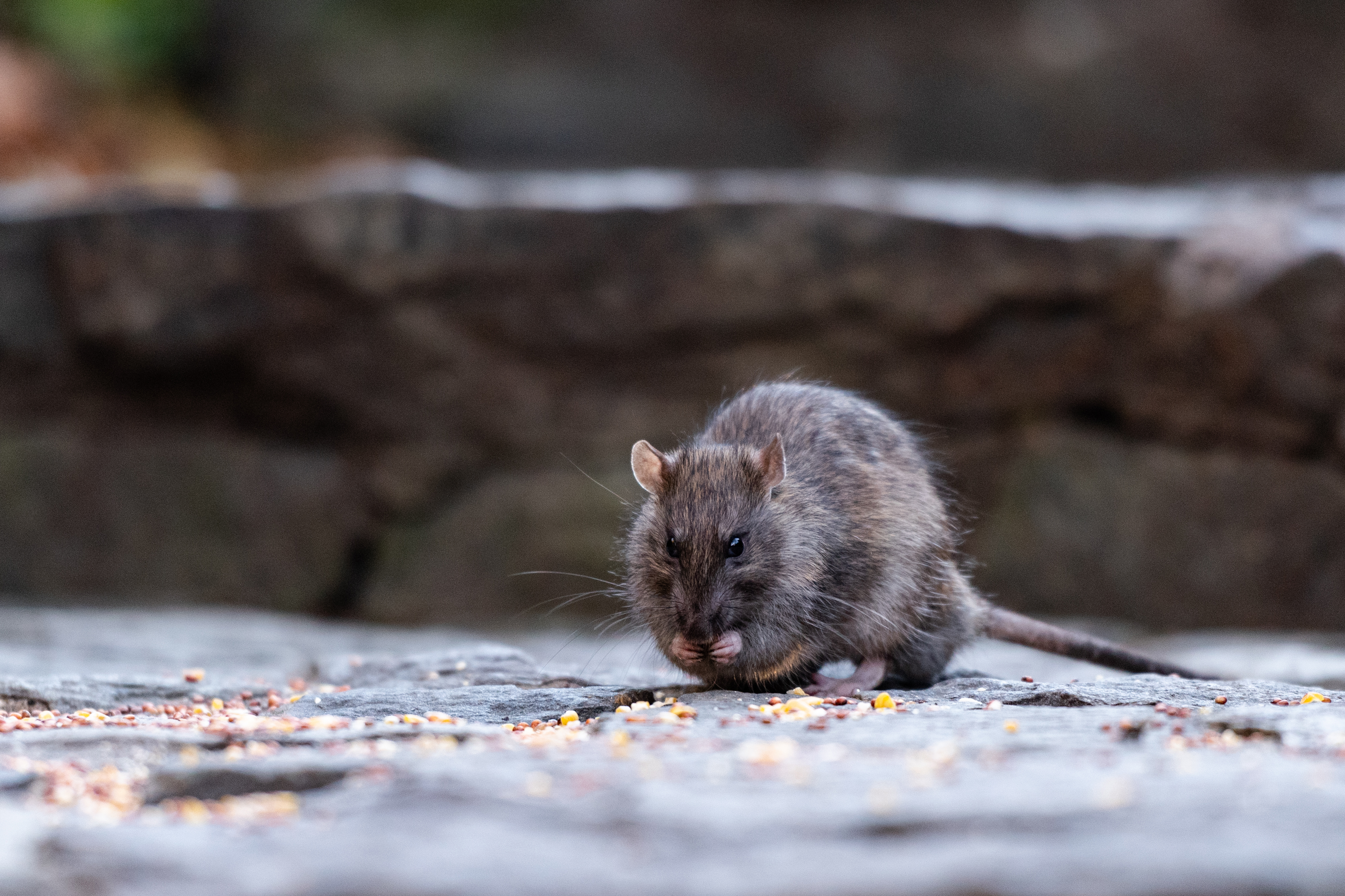 City looks at trash timing in fight against rats