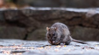 A rodent is seen eating seeds in New York