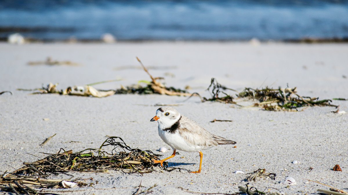 NYC Volunteers Hit the Beach July 4 for Piping Plover Patrol – NBC New York - Vimarsana News