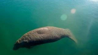 FILE - A manatee floats in the warm water of a Florida Power & Light discharge canal, Jan. 31, 2022, in Fort Lauderdale, Fla.