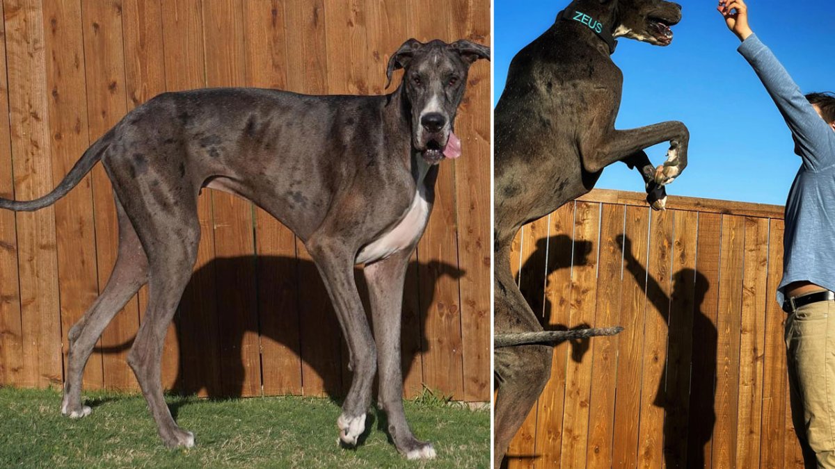 Texas Great Dane Named World's Tallest Dog – NBC New York - Vimarsana News