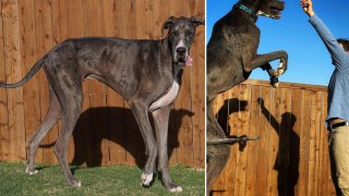 A Tarrant County Great Dane was recently crowned the world's tallest living male dog by Guinness World Records.