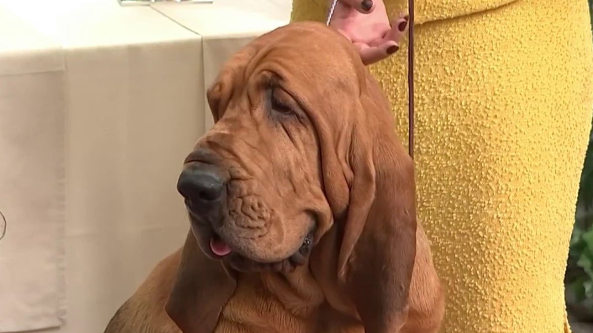 Trumpet the Bloodhound Makes History at Westminster NBC New York