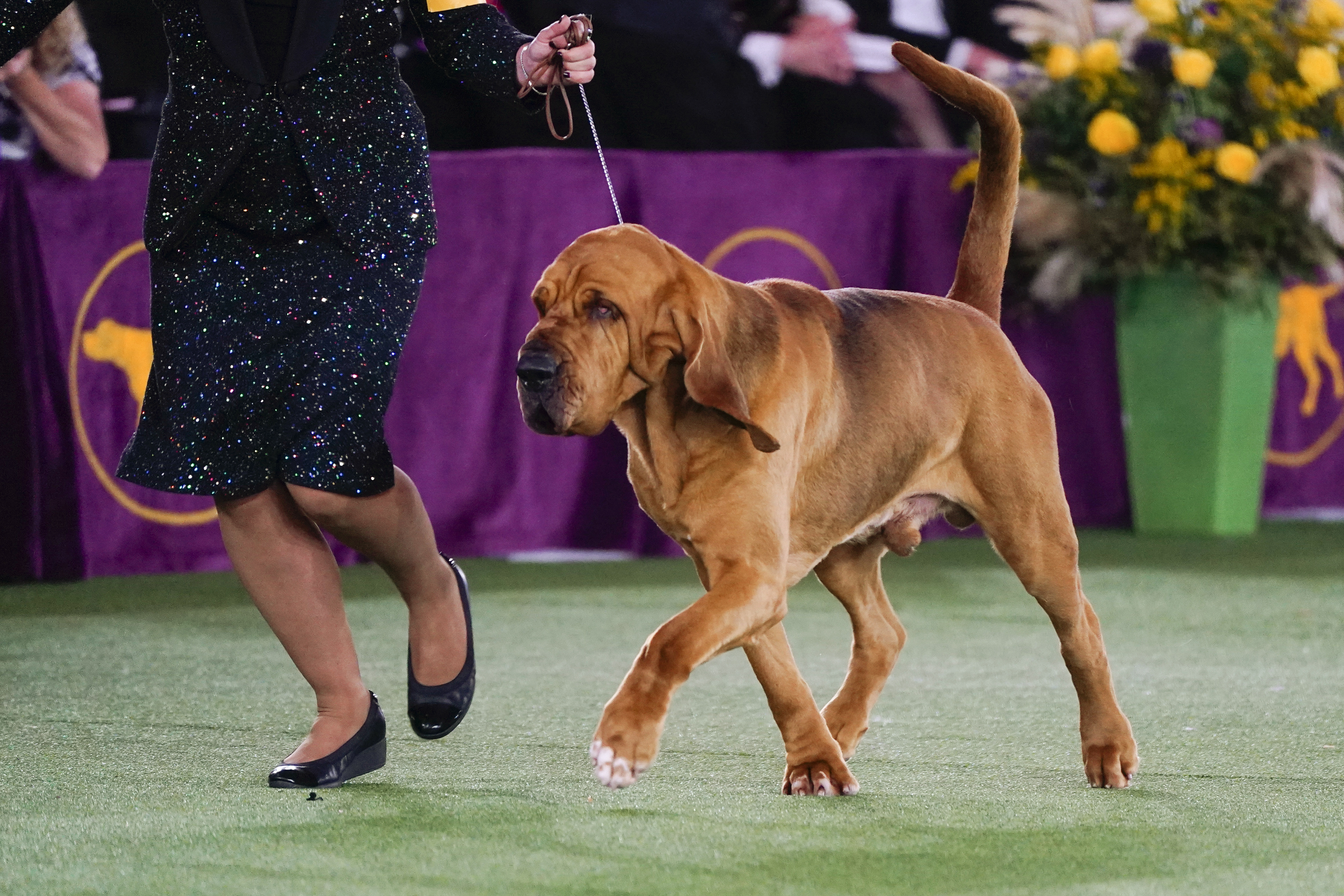 Westminster dog 2024 show brittany