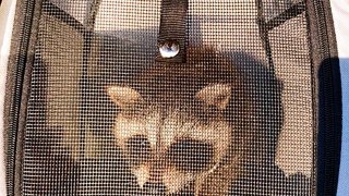 This undated photo, provided by the New York State Department of Environmental Conservation, shows a captured raccoon in Attica, NY. A New York man and woman face fines of $500 each after they took a raccoon to a pet store to shop for food and a store worker ratted them out, authorities said.