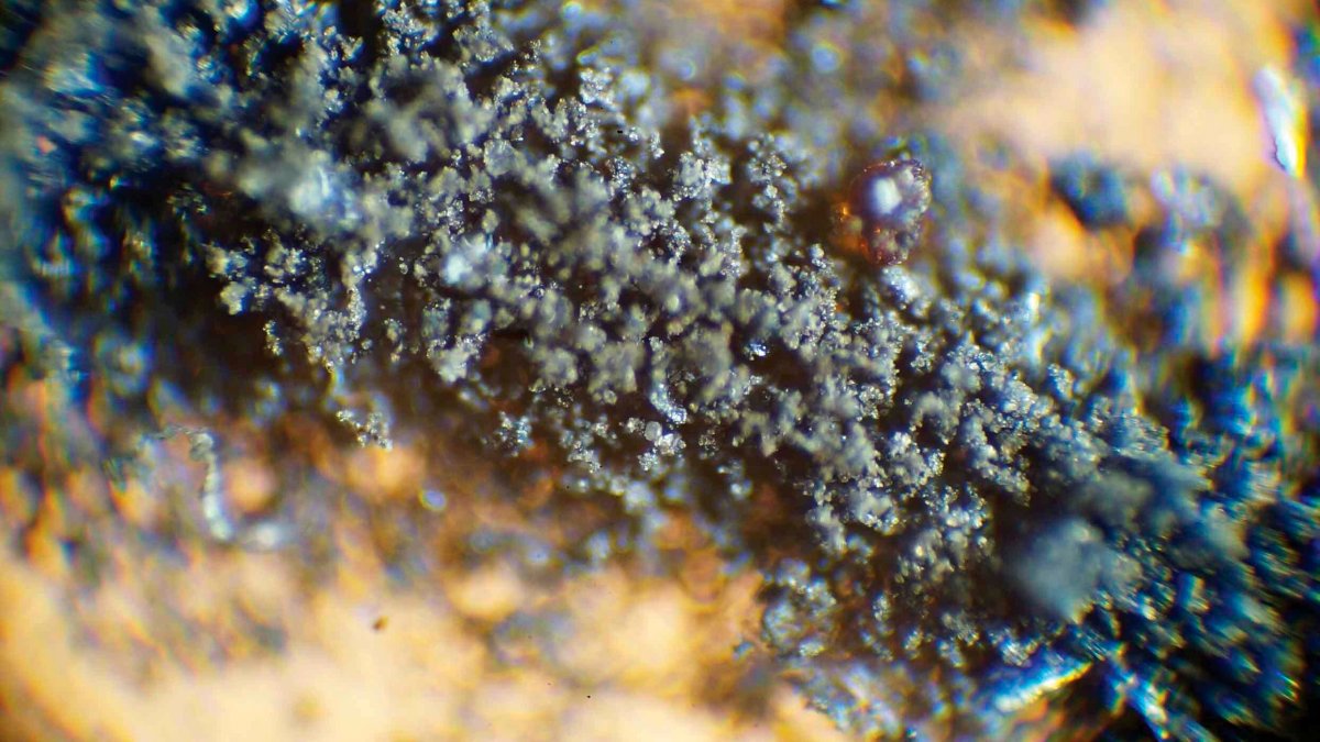 NASA Demands Moon Dust, Cockroach Carcasses Be Returned – NBC New York - Vimarsana News