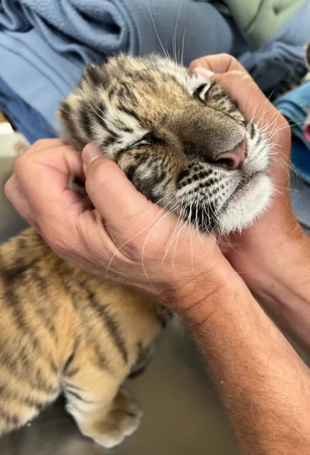 Cub receives a head scratch from Dr. Bill Rives